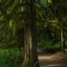 Rainforest 1